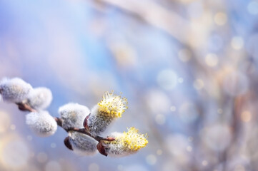 a spring background with flowering willow branches against the blue sky in the sunlight. Easter days. High quality photo