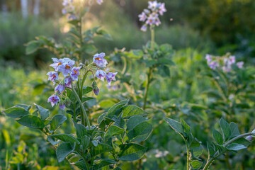 purple potato flowers on the bush