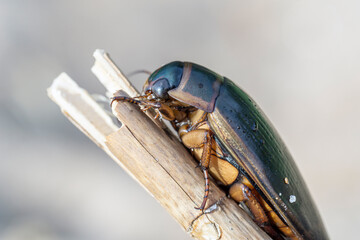 Diving beetle (Dytiscidae Copelatinae) sitting on stem of grass, side view, close-up