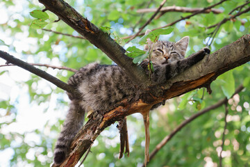 Fluffy funny kitten resting on tree branch squinting under sun rays. Summer vacation, relax concept