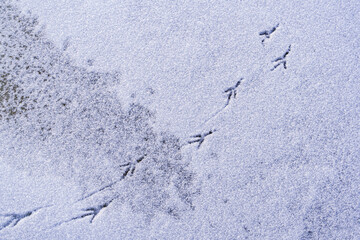Bird footprints in snow in winter, close up