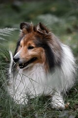 Portrait of a Sheltie Shetland Sheepdog dog