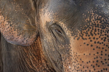 close up of an elephant