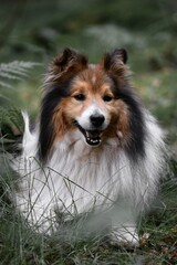 Fototapeta na wymiar Portrait of a Sheltie Shetland Sheepdog dog