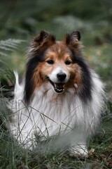 Portrait of a Sheltie Shetland Sheepdog dog