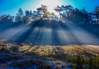sunrise in the forest; after last night's heavy hailstorm at Shillong