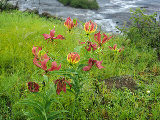 Flame lily (Gloriosa superba) flowering in the veldt in Zimbabwe