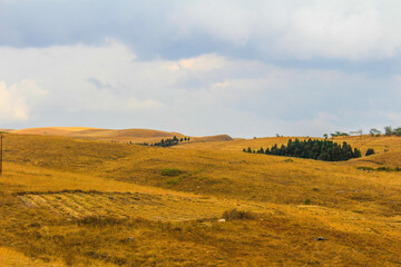 The yellow meadow of Meghalaya in India