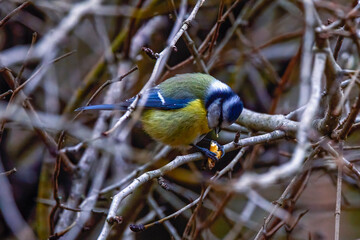 images of Blue tit in natural environment feeding