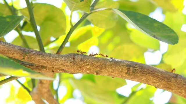Several red ants are walking on a branch of a lemon tree with green leaves.