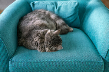 cat sleeping in an armchair