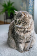 Naklejka na ściany i meble gray tabby cat sitting on blanket at home