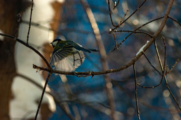 A tit on a branch on a frosty January day!