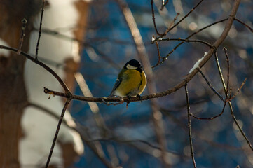 A tit on a branch on a frosty January day!