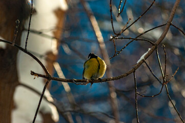 A tit on a branch on a frosty January day!