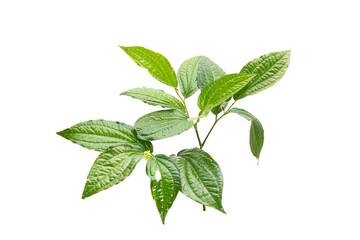 Green betel leaf isolated on the white background
