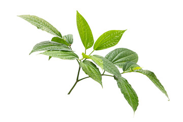 Green betel leaf isolated on the white background
