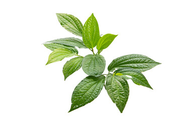 Green betel leaf isolated on the white background
