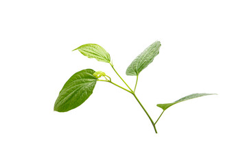 Green betel leaf isolated on the white background

