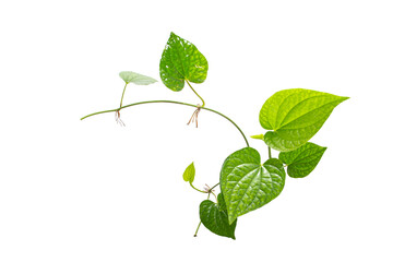 Green betel leaf isolated on the white background
