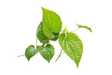 Green betel leaf isolated on the white background
