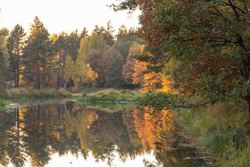 Bright fall foliage on trees in yellow, red, orange and green colors. The rays of the setting sun illuminate the forest. Clean nature, ecology, seasons, environmental protection.
