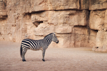Fototapeta na wymiar Grant's zebra in the recreation of the African savannah.