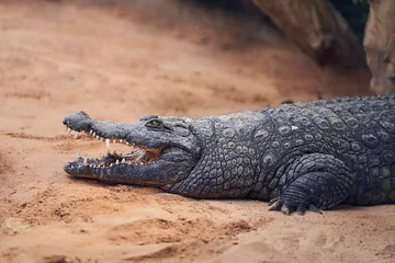 Fotobehang Nile crocodile in a zoo terrarium © Retamosa
