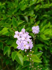 Fototapeta premium pink and white lilac