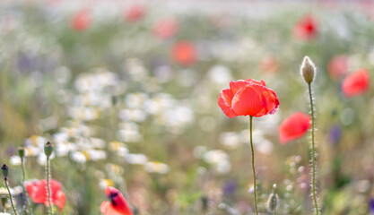 Wild flowers, poppy among wild flowers, field of flowers, nature, bud
