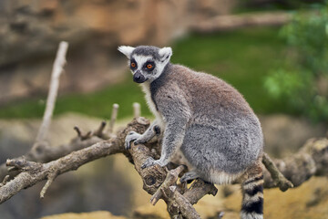 Ring-tailed lemur basking in the sun on branches