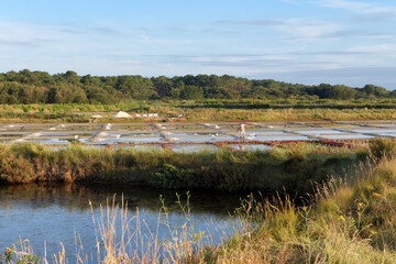 Guerande salt marsh in the Loire-atlantique coast 