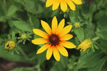 初夏の公園に咲くルドベキアのオレンジ色の花