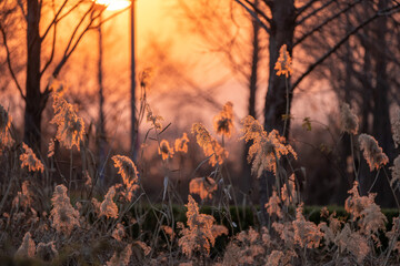 빛을 머금은 갈대