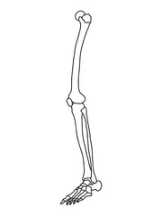 Human leg bones. Human anatomy vector Illustration.