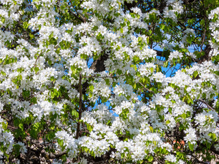 Apple tree with white flowers, close-up view
