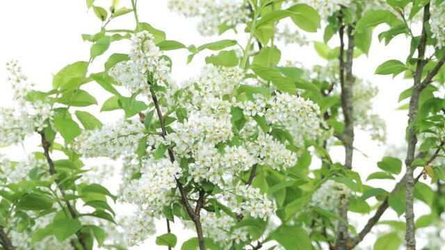Bird cherry tree, Prunus padus blooming during a beautiful spring day in Estonia, Northern Europe. 