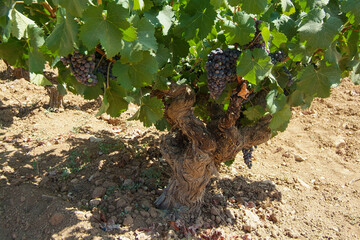 Viñedos en el valle del Aceniche de Bullas (Murcia)