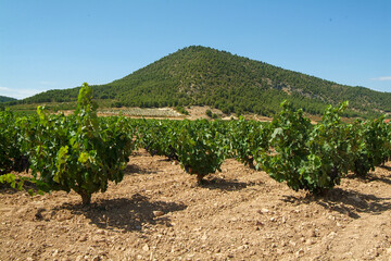 Fototapeta na wymiar Viñedos en el valle del Aceniche de Bullas (Murcia)