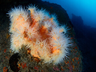 Fototapeta na wymiar Orange Coral colony (Dendrophyllia ramea) in the Mediterranean sea