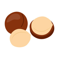 Macadamia full in shell and open nut. Nut macadamia healthy food harvesting. Natural food. Vector illustration