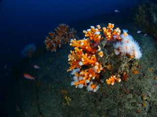 Fototapeta na wymiar Orange Coral colony (Dendrophyllia ramea) in the Mediterranean sea