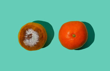 Two tangerines are fresh and rotten with mold. Orange fruit mandarin top view. Breast cancer...