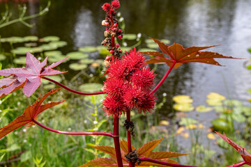 Fleurs de ricin commun devant l'étang