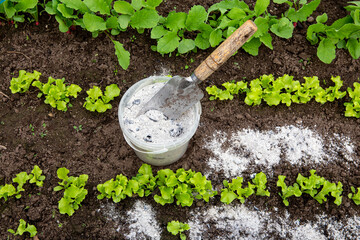 Sprinkling wood burn ash from small garden shovel between lettuce herbs for non-toxic organic...