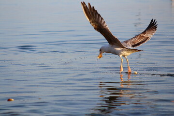 black headed gull