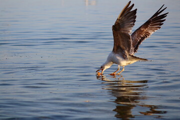 seagull in flight