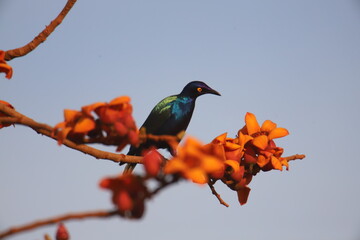 Steel brilliant starling