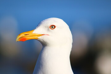 close up of a seagull