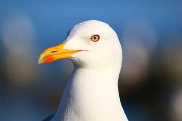 close up of a seagull